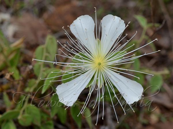 Large-Petal Caper